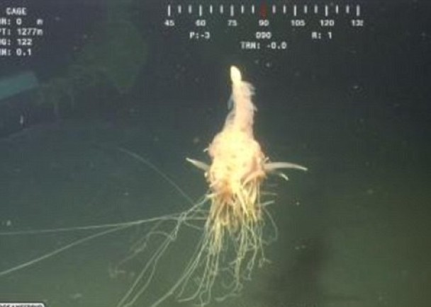 “意粉兽”拥有多条长须须,犹如意粉。