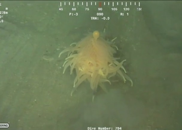 钻油台在深海4000呎拍下“意粉兽”。