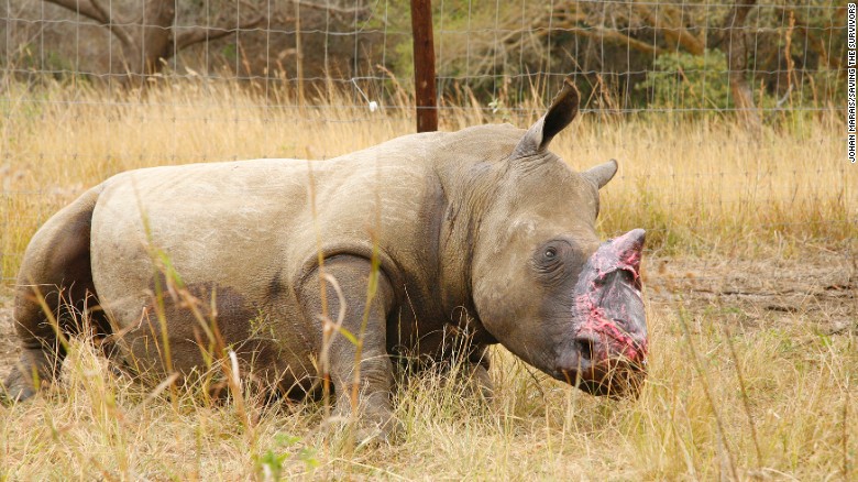 南非野生动物园母犀牛遭锯角 将取大象皮治疗 - 神秘的地球 科学|自然|地理|探索