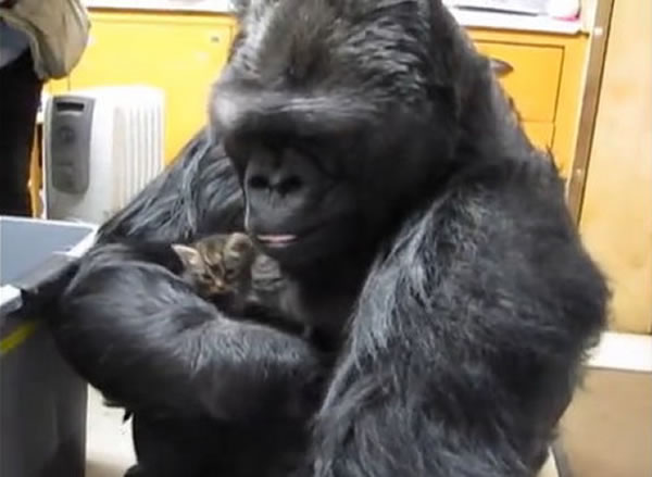 �����ɡ��ɿɡ���Koko��ϲ��Сè