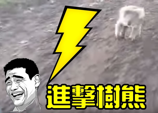 树熊在泥路上“大开四蹄”,不停追着四轮车。