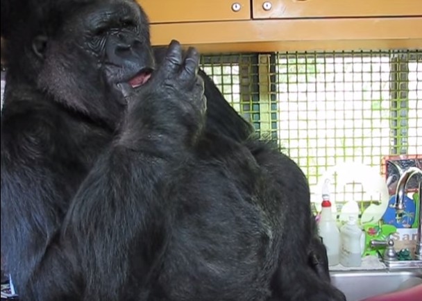 �ƿ��ܹ����ԣ���ζ�����÷�ס��ͷ��