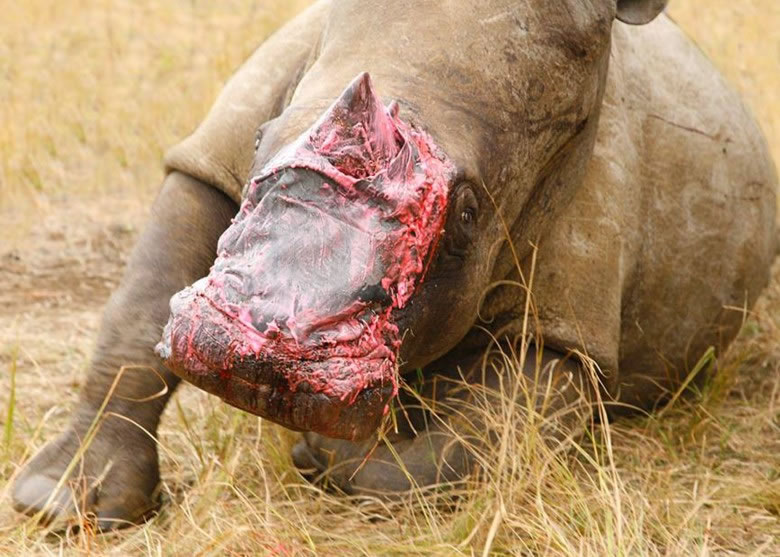 �������߾�ȥϬ�ǵ�ĸϬţ����ֲ����Ƥ�����˿ڡ�