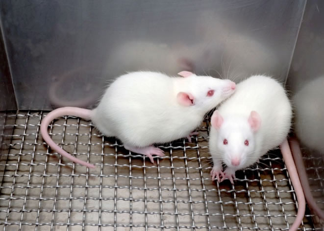 оԱ͸ڵPDE4BʣǱø͸󵨡