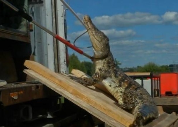 ����԰����4��������������