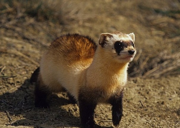 黑足鼬当年几乎绝种