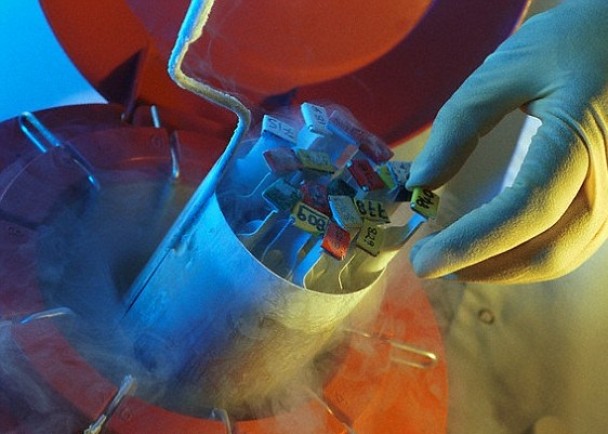 专家将精子冷藏20年后,再次培育出黑足鼬。