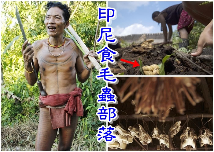 ɳ���Ǹ�ķ����Mentawai���������̬