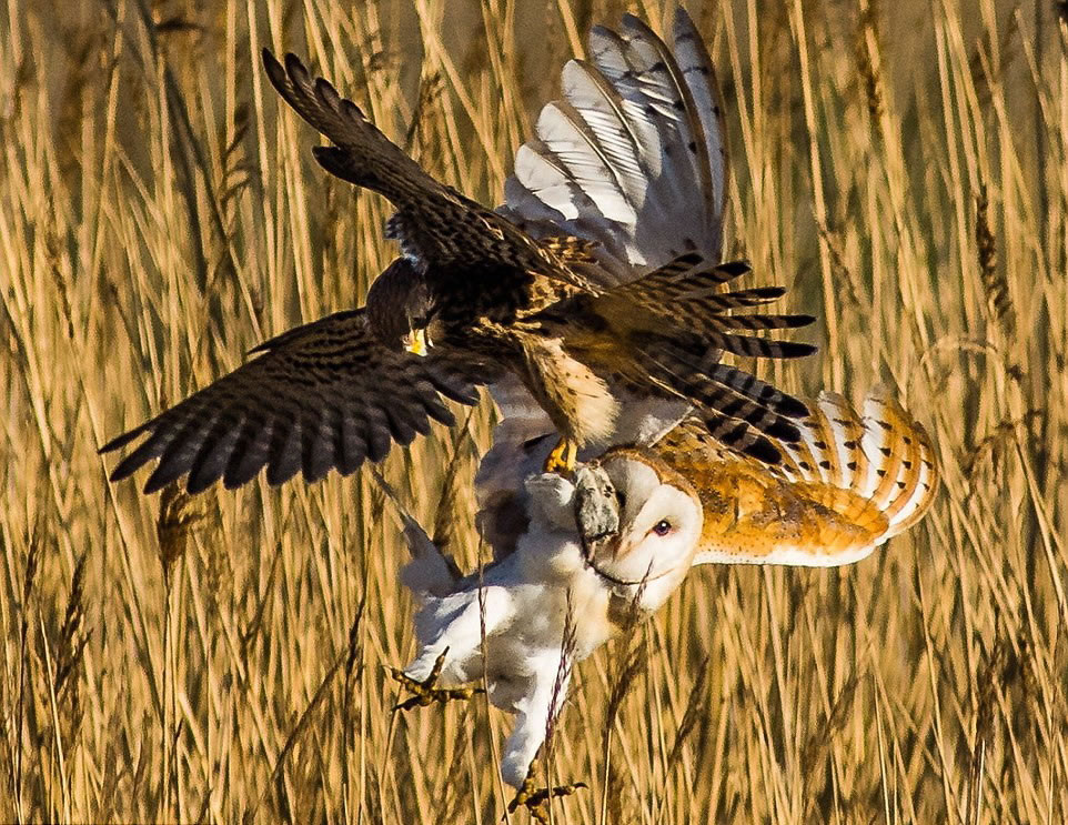 һֻ���^�Ͳ�����ŵɭ������������ʳ��ս