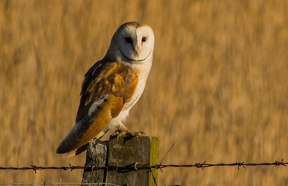 ���^����һ��ľ׮�ϣ�ɨ��ŵɭ����������˹Τ������Ұ��