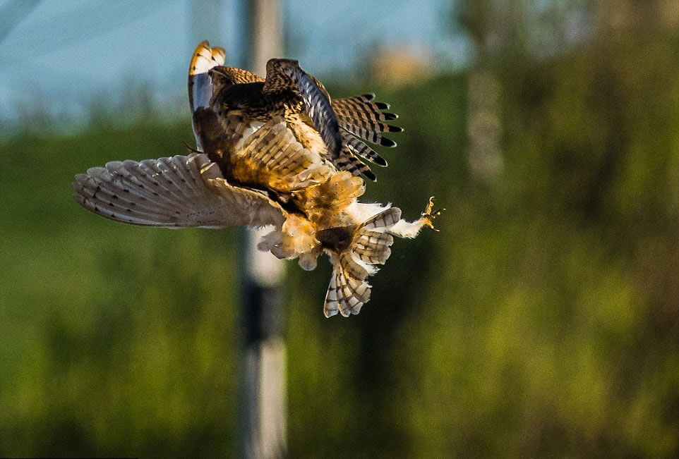 �������������Ĳ��^��׼������ȫ�ĵط�������ʳ��һֻ�^����Ȼ��ײ���������塣