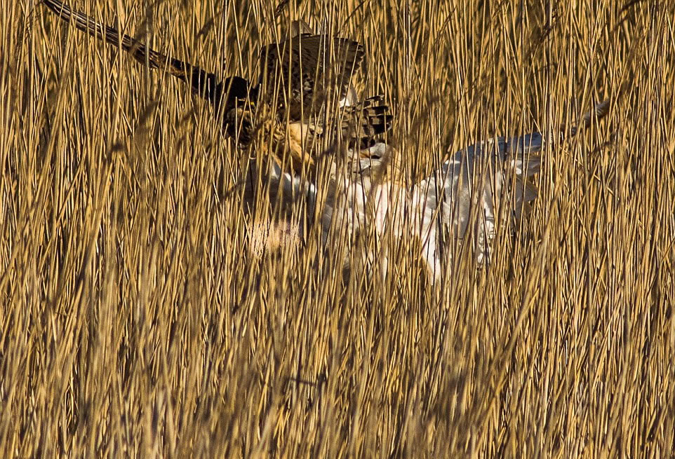 һ���˴�֮�󣬲����ɹ���ȡʳ�