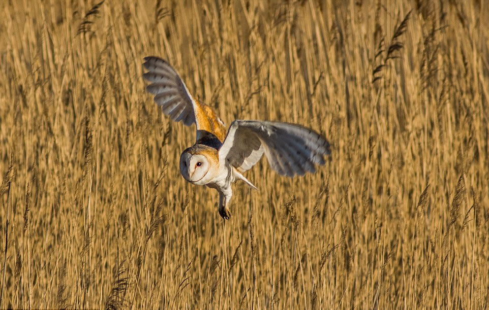 ���^�����飬ֻ�ü���ȥ�𴦼���Ѱ��ʳ�