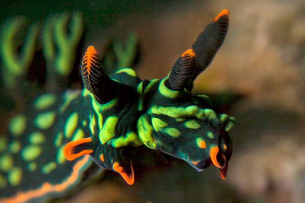 �������Ƕ���������������ˮ���з�����������ֻ˫ͷ˫�ԵĲ�ɫ������