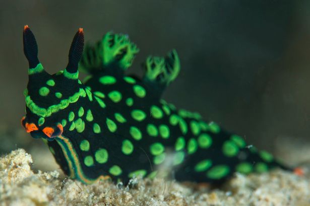 马来西亚东部卡帕莱岛附近水域中发现世界上首只双头双性的彩色海蛞蝓
