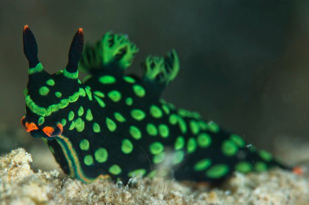 �������Ƕ���������������ˮ���з�����������ֻ˫ͷ˫�ԵĲ�ɫ������