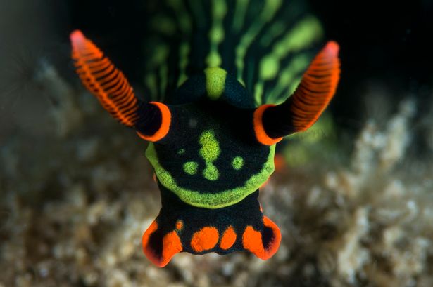 �������Ƕ���������������ˮ���з�����������ֻ˫ͷ˫�ԵĲ�ɫ������