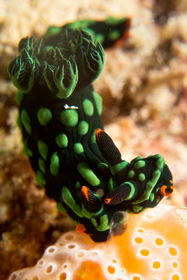 �������Ƕ���������������ˮ���з�����������ֻ˫ͷ˫�ԵĲ�ɫ������