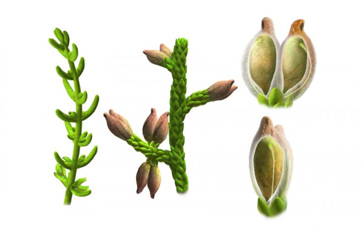 �����ϵ�һ�䡰����Montsechia vidalii��ԭͼ