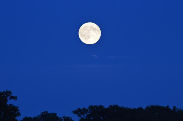 叶子的运动可能在一定程度上也受到月球引力的