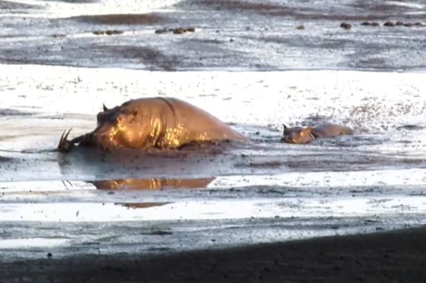 南非克鲁格国家公园饥饿母狮将黑斑羚追赶到泥塘中被河马坐收渔翁之利