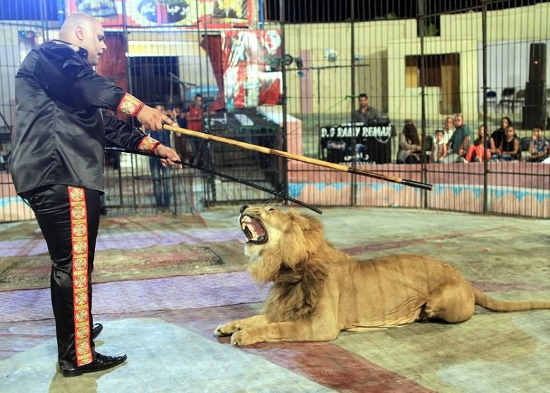 狮子乖巧地听从艾何维指令