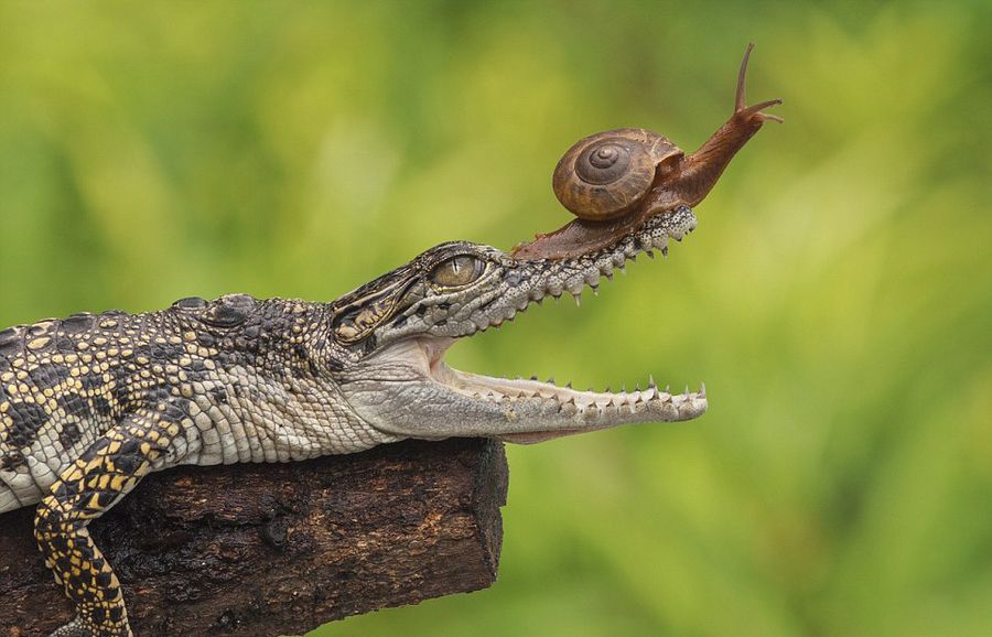 ӡӰʦAndri Priyadiĵţˮӵȫ