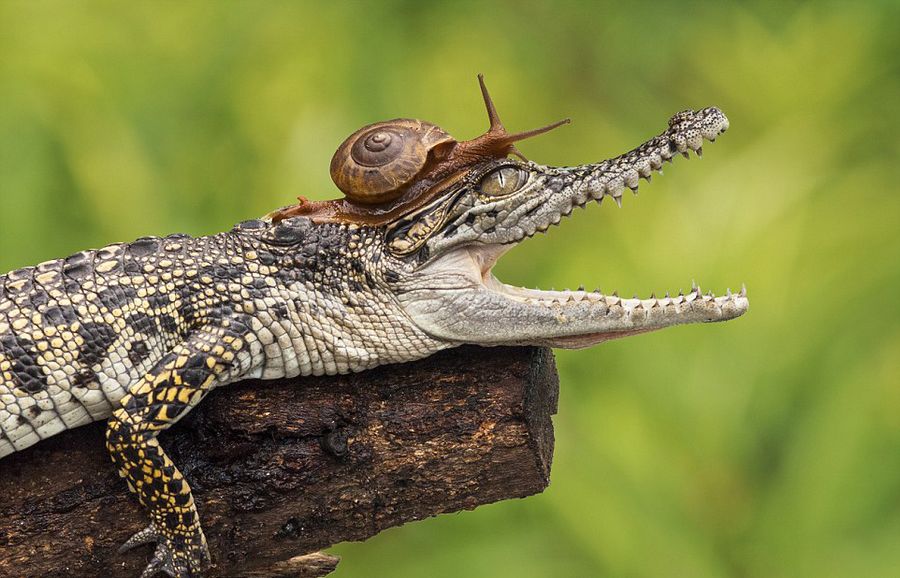 ӡӰʦAndri Priyadiĵţˮӵȫ