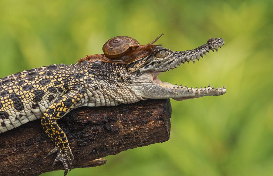 ӡӰʦAndri Priyadiĵţˮӵȫ