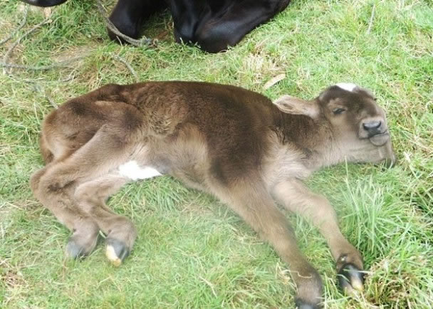 小牛的两个头部均发育完整,并有两对眼睛、两个鼻子及嘴。