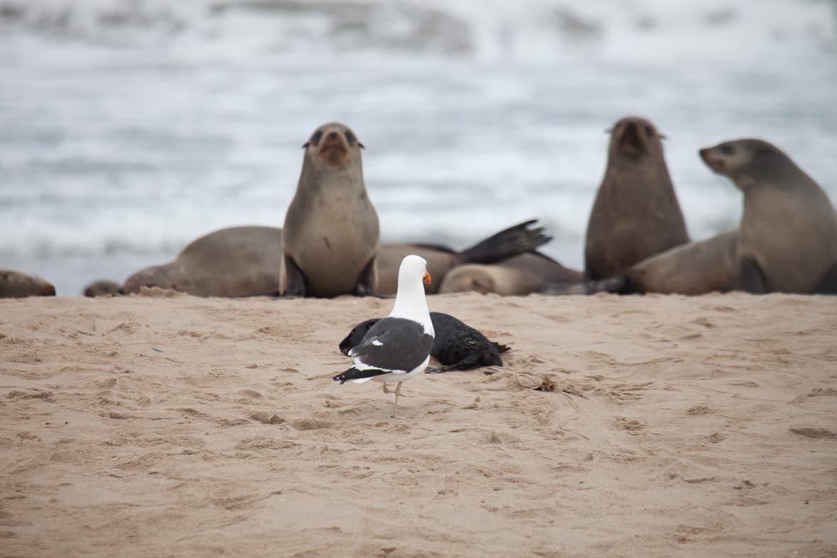 �����ױ��ǵĶ��޲����ҹ�԰��һֻ�ڱ�Ÿվ����һֻ����������Զ�ĵط��� Photograph by Naude Dreyer