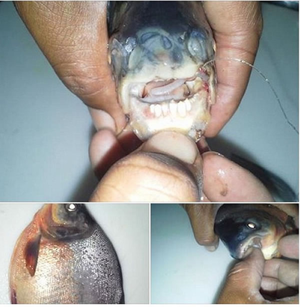 美国加州女子钓鱼钓起长着“人牙”的怪鱼 原来是食人鱼近亲“淡水白鲳鱼”