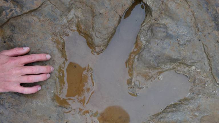 ¹Muenchehagenѧҷ90ö㼣ʯ