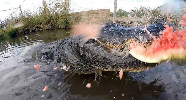 ��������ˤ����Jason McDonaldΪ��������ҧ���� ��������ͷ��¼������ҧ��������