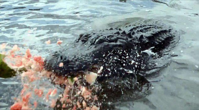 ��������ˤ����Jason McDonaldΪ��������ҧ���� ��������ͷ��¼������ҧ��������