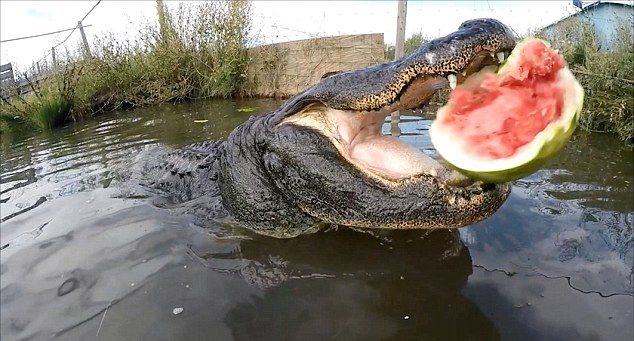 ��������ˤ����Jason McDonaldΪ��������ҧ���� ��������ͷ��¼������ҧ��������