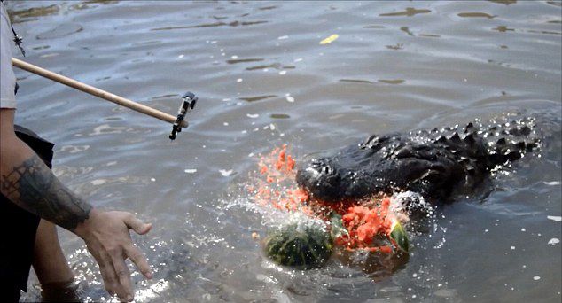 美国鳄鱼摔跤手Jason McDonald为测试鳄鱼咬