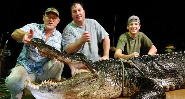 美国阿拉巴马州尤福拉湖捕获408公斤巨鳄