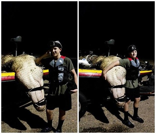 美国阿拉巴马州尤福拉湖捕获408公斤巨鳄