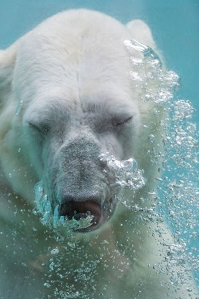 �����ܱ���ʱ������ô����Ǳˮ��������ô��������ȻӦ�����˺������ںͼ�԰���ƻ����ٶȡ�