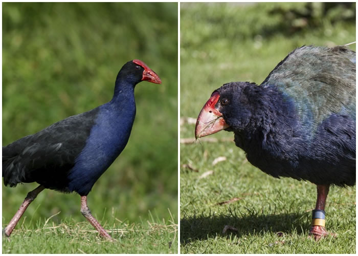 4只南秧鸡(右)被误当成紫水鸡(左)而遭射杀。