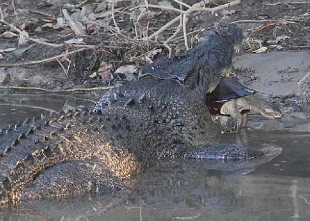 湾鳄在黄水潭袭击一只可怜的海龟