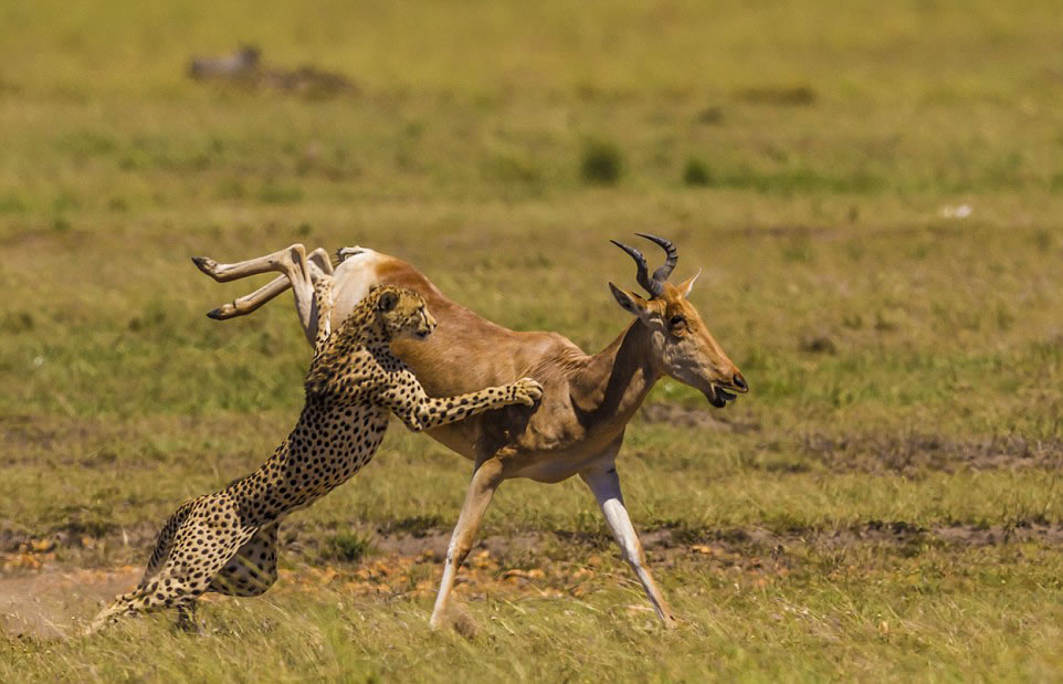非洲羚羊遭猎豹偷袭侥幸逃脱