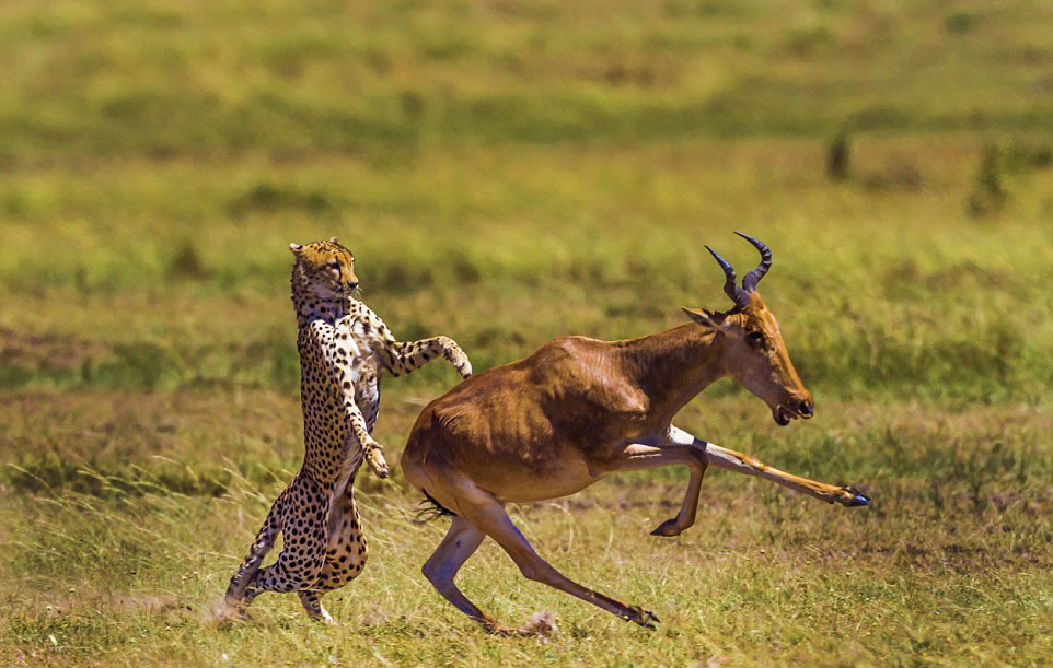 非洲羚羊遭猎豹偷袭侥幸逃脱