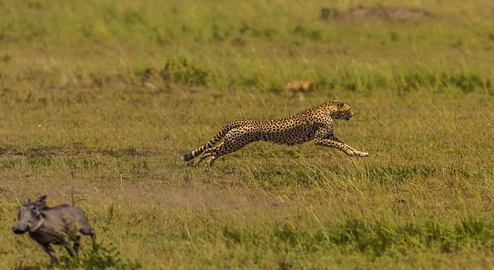 非洲羚羊遭猎豹偷袭侥幸逃脱