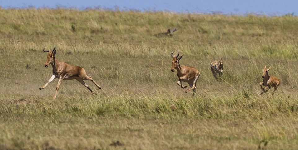 非洲羚羊遭猎豹偷袭侥幸逃脱