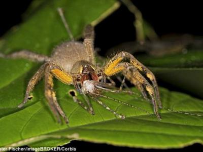 美国专家提出僵尸飞机理论:马航370航班乘客