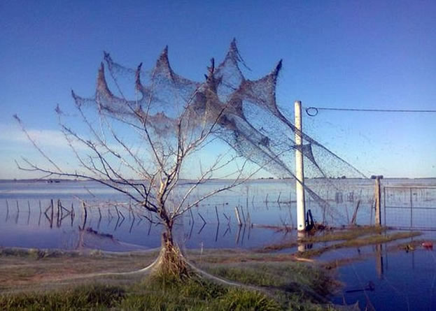 远看似是披了轻纱树上,其实挂着的是蜘蛛网。