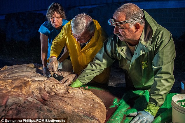 加拿大科学家近日首次解剖蓝鲸心脏