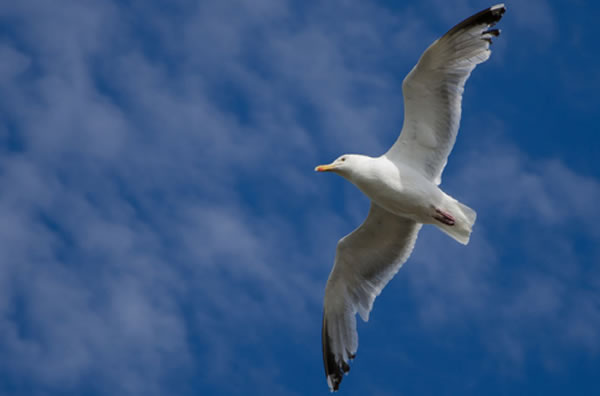 英国媒体就时有出现银鸥袭击人的报道。这种海鸥体积巨大,翅膀展开宽度超过1.5米,足以让成年人望而却步。